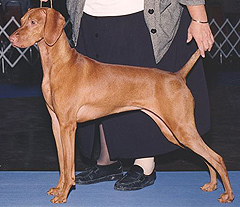 koppertone vizsla