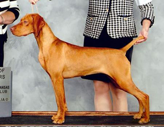 koppertone vizsla