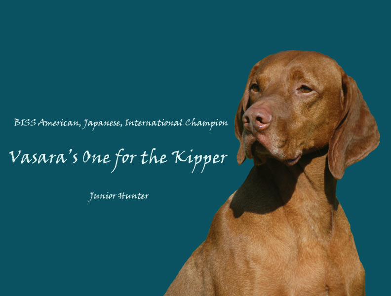 Vasara Vizslas