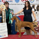 Mabel winning Reserve Best in Show at the FCI International CACIB Show