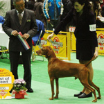 Kipper, Asian Int FCI