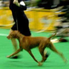 Kipper, Asian Int FCI