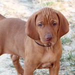 Baby Kipper