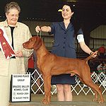 Kipper, 4 yrs old