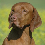 Kipper, 6 yrs old