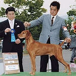Kipper, Group 1, 8yrs old