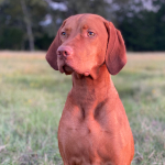 Mabel on her 2nd birthday