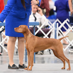 Mabel on her way to winning NOHS Best in Show