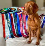 Mabel, 3 yrs old with her 4 Best in Group rosettes from her first shows in Singapore
