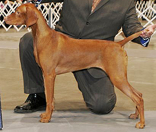 Portia