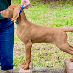 Trotwood at 11 weeks old