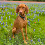 Trotwood in the Texas bluebonnet
