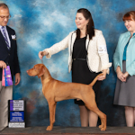 Trotwood winning Winners Dog at the Texas Gulf Coast Vizsla Club Specialty to finish his Championship at 6 months old. He also won Best in Sweepstakes.